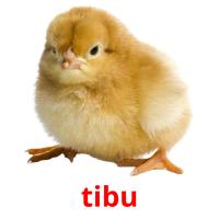 tibu picture flashcards