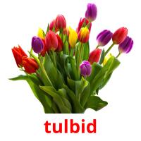 tulbid picture flashcards