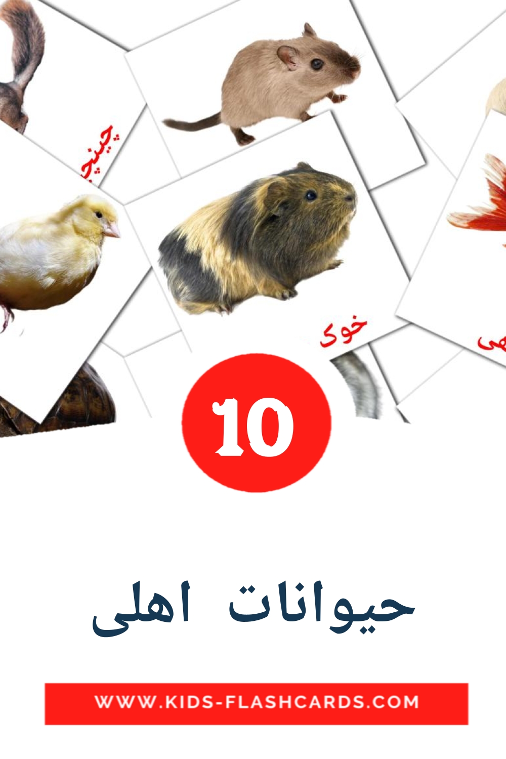 10 حیوانات  اهلی Picture Cards for Kindergarden in persian