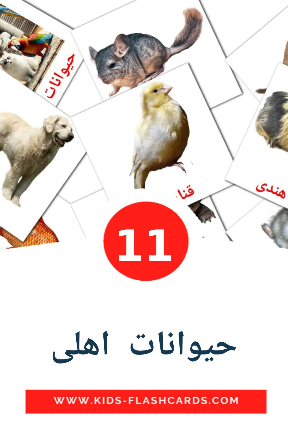 11 حیوانات  اهلی Picture Cards for Kindergarden in persian