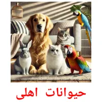 حیوانات  اهلی picture flashcards