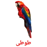 طوطی picture flashcards