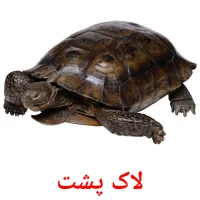 لاک پشت picture flashcards