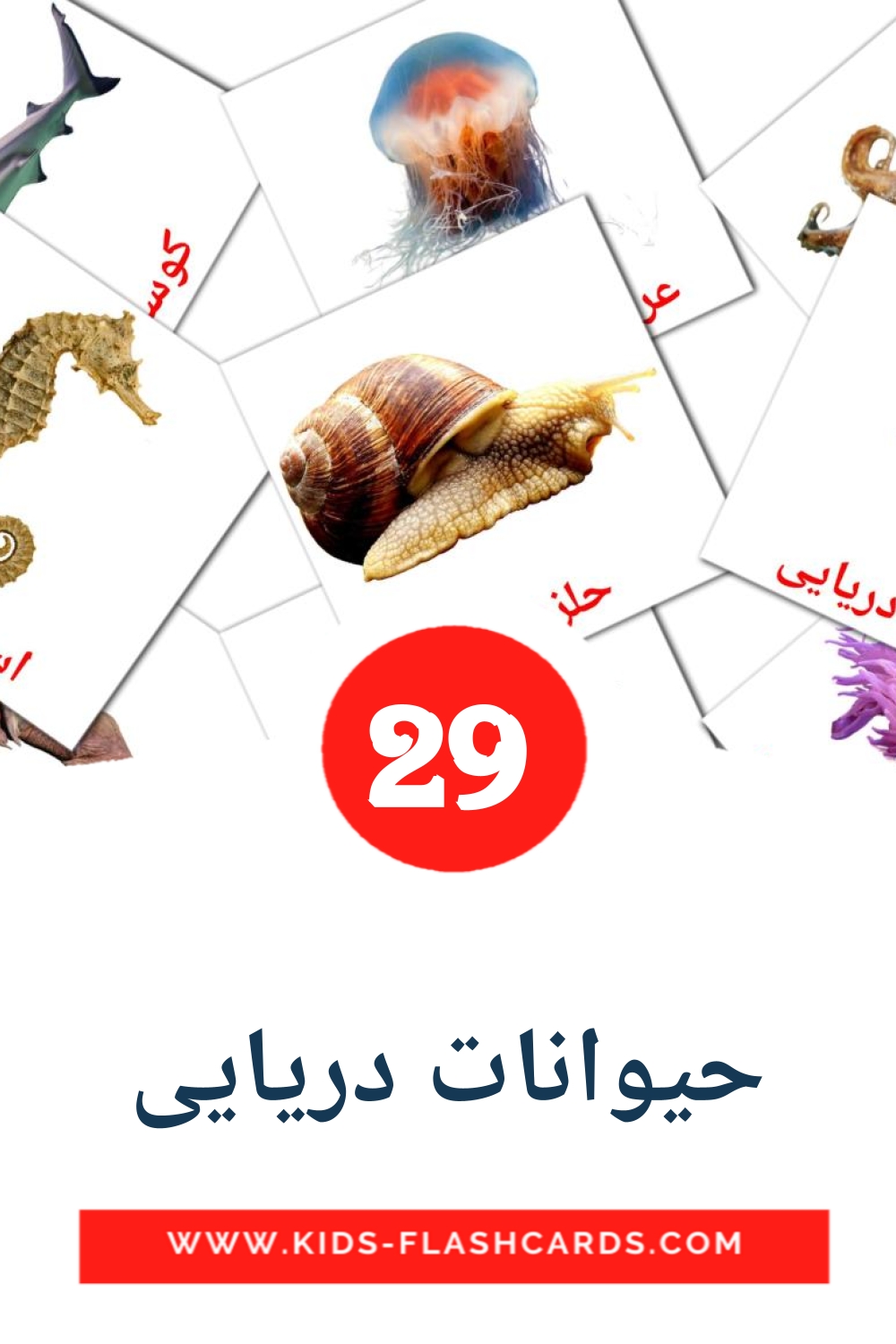 29 حیوانات دریایی Picture Cards for Kindergarden in persian