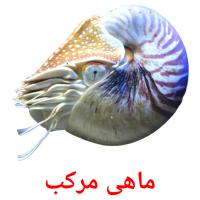 ماهی مرکب picture flashcards