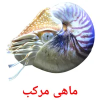 ماهی مرکب Tarjetas didacticas