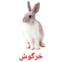 خرگوش card for translate