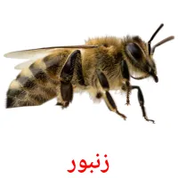 زنبور picture flashcards