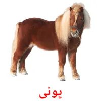 پونی picture flashcards