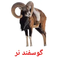 گوسفند نر picture flashcards