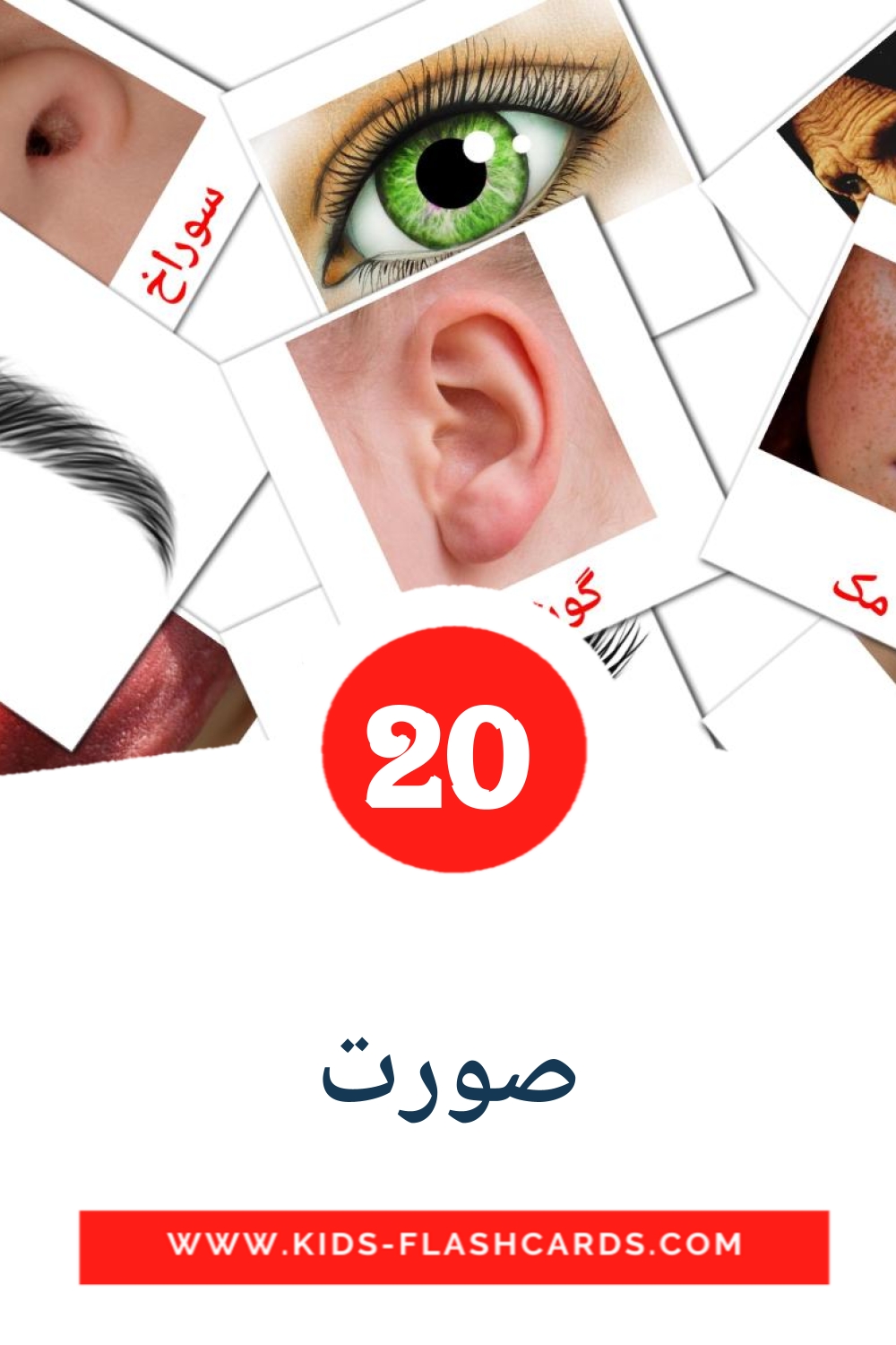 20 صورت Picture Cards for Kindergarden in persian