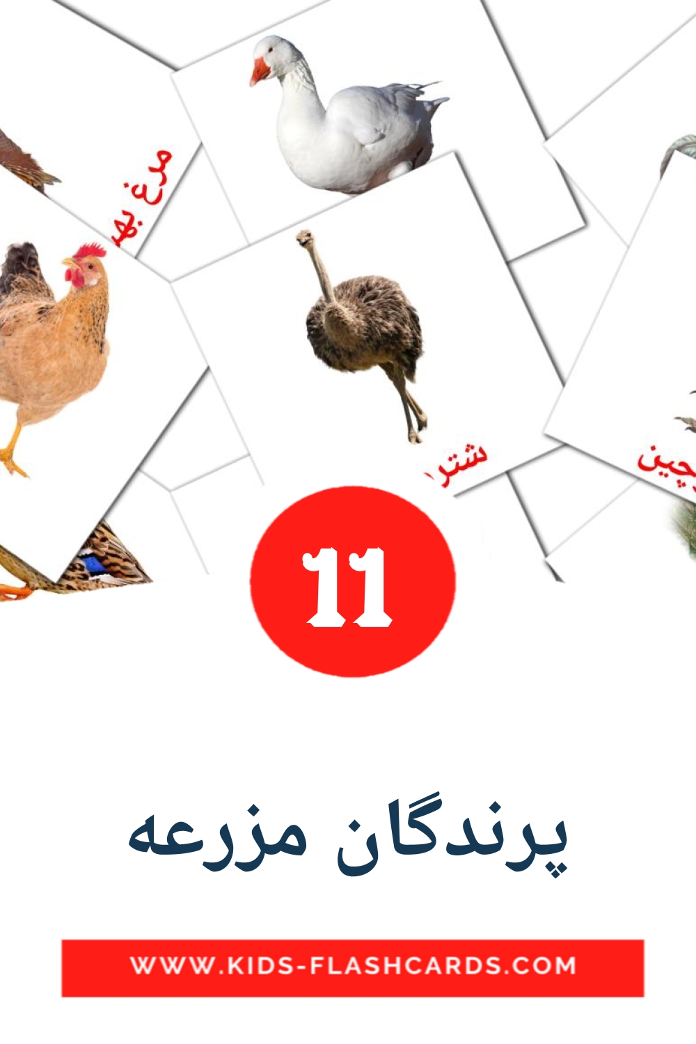 11 پرندگان مزرعه Picture Cards for Kindergarden in persian