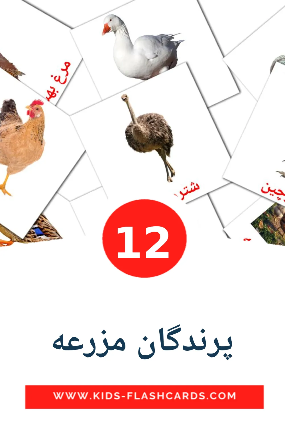 12 پرندگان مزرعه Picture Cards for Kindergarden in persian