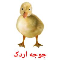 جوجه اردک card for translate