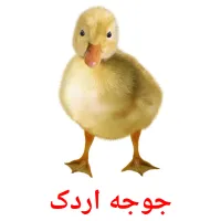 جوجه اردک picture flashcards