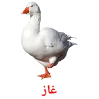 غاز picture flashcards