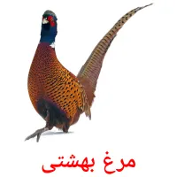 مرغ بهشتی Tarjetas didacticas