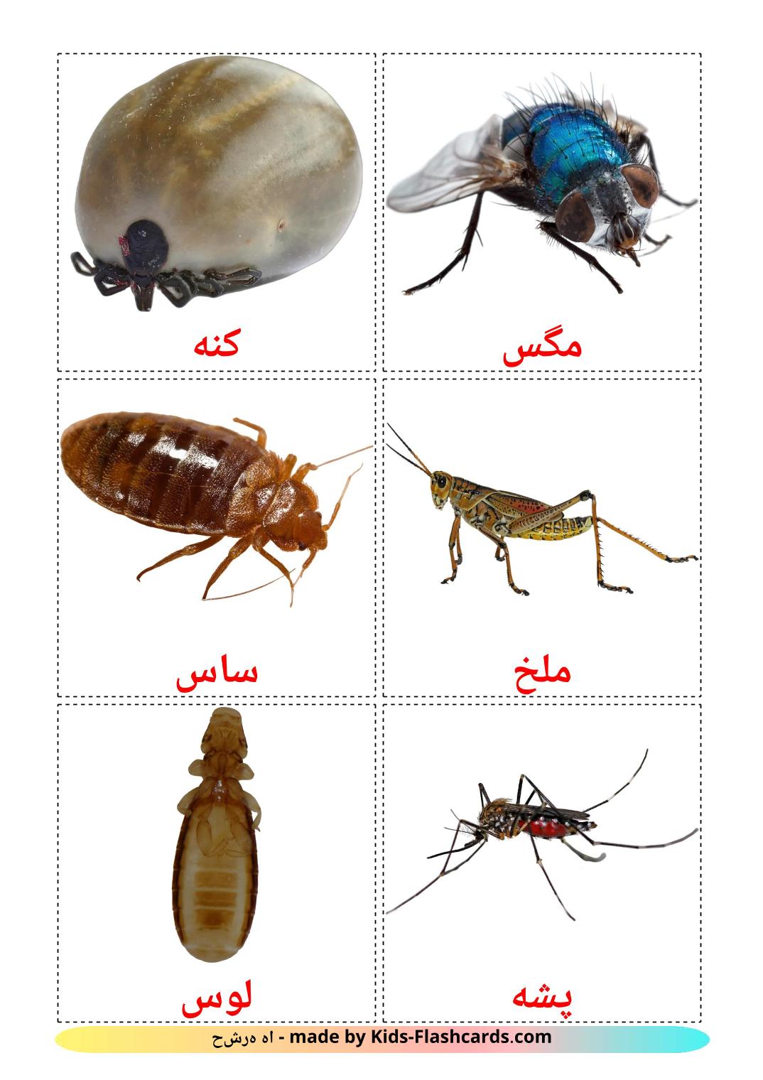 Les Insectes - 23 Flashcards persan imprimables gratuitement