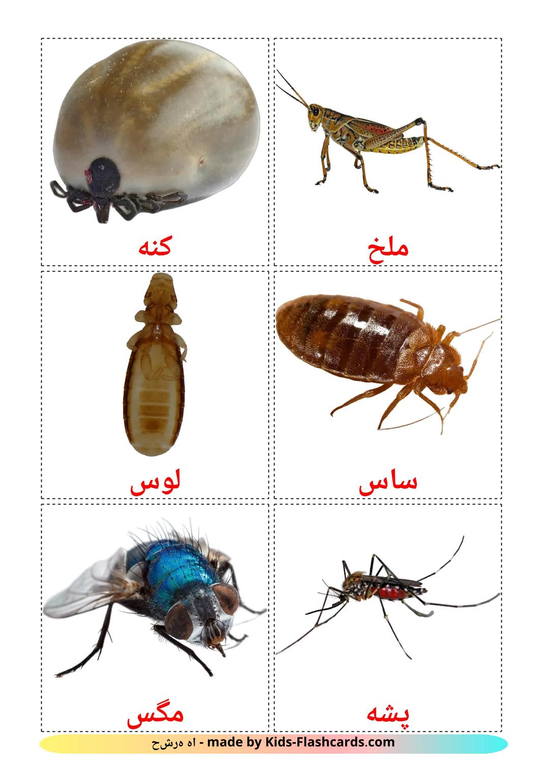 Insects - 24 Free Printable persian Flashcards 