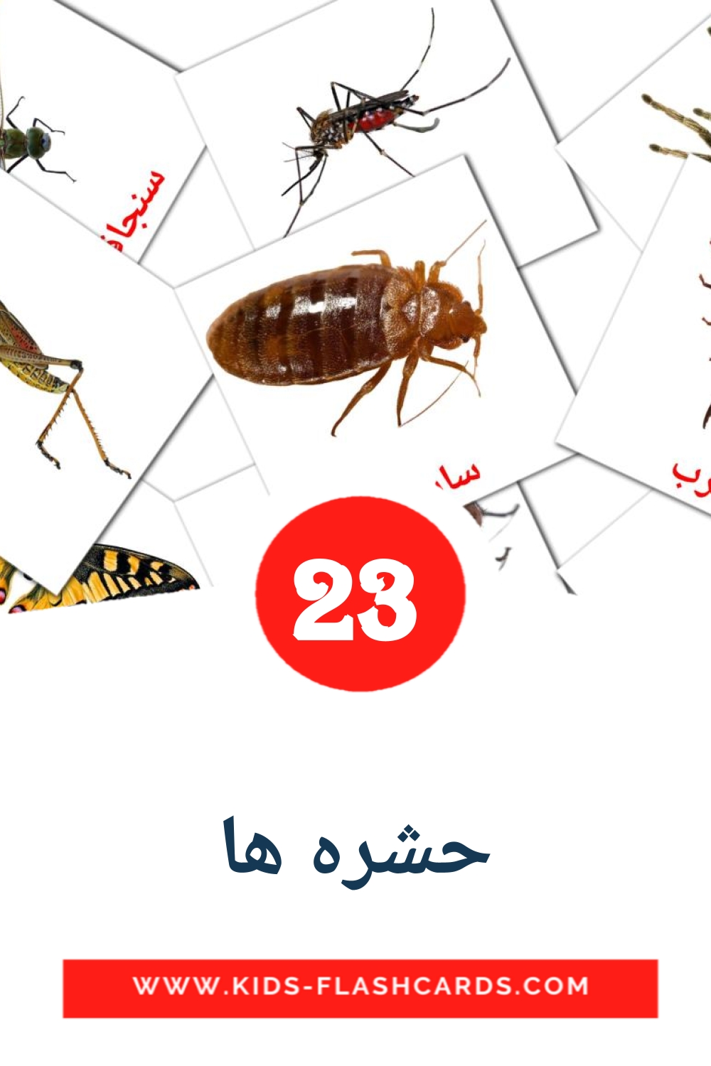 23 cartes illustrées de حشره ها pour la maternelle en persan