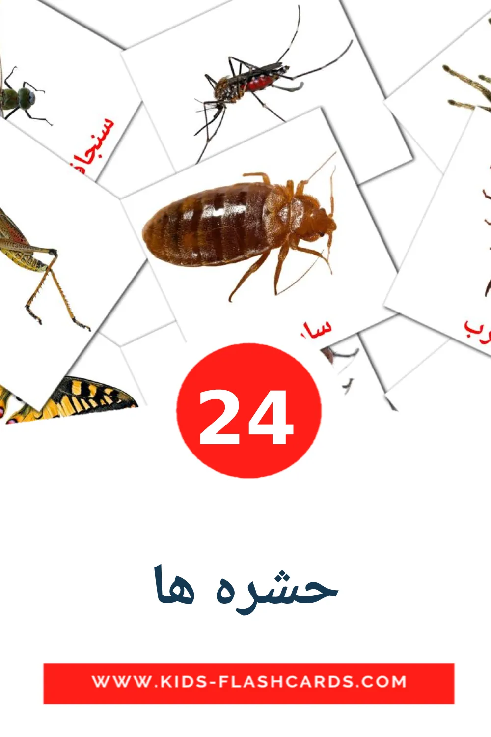 24 حشره ها Picture Cards for Kindergarden in persian