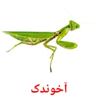 آخوندک picture flashcards