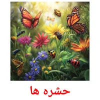 حشره ها picture flashcards