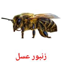 زنبور عسل flashcards illustrate