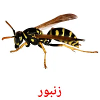 زنبور picture flashcards