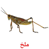 ملخ picture flashcards