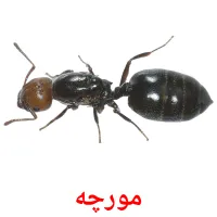 مورچه picture flashcards