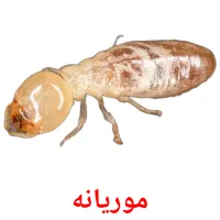 موریانه picture flashcards