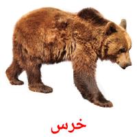 خرس picture flashcards