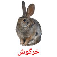 خرگوش flashcards illustrate