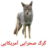 گرگ صحرایی آمریکایی picture flashcards