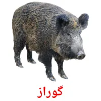 گوراز picture flashcards