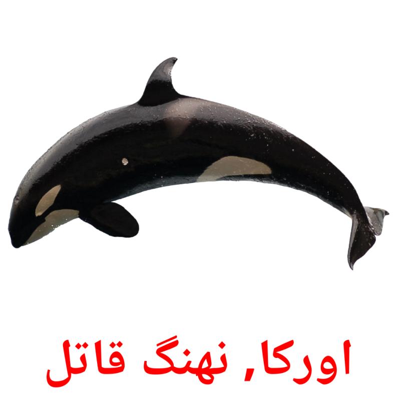 اورکا, نهنگ قاتل picture flashcards