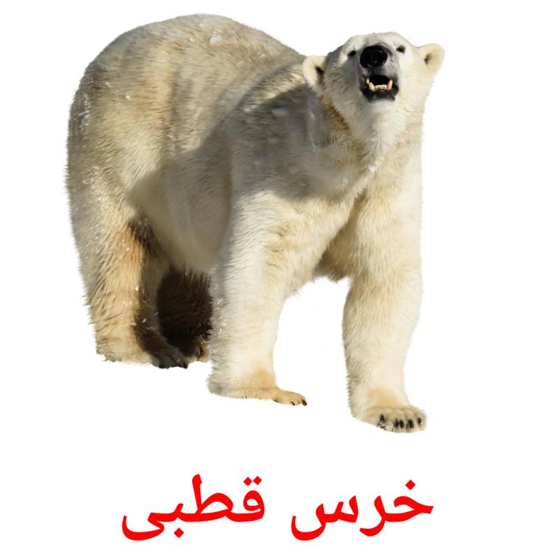 خرس قطبی picture flashcards