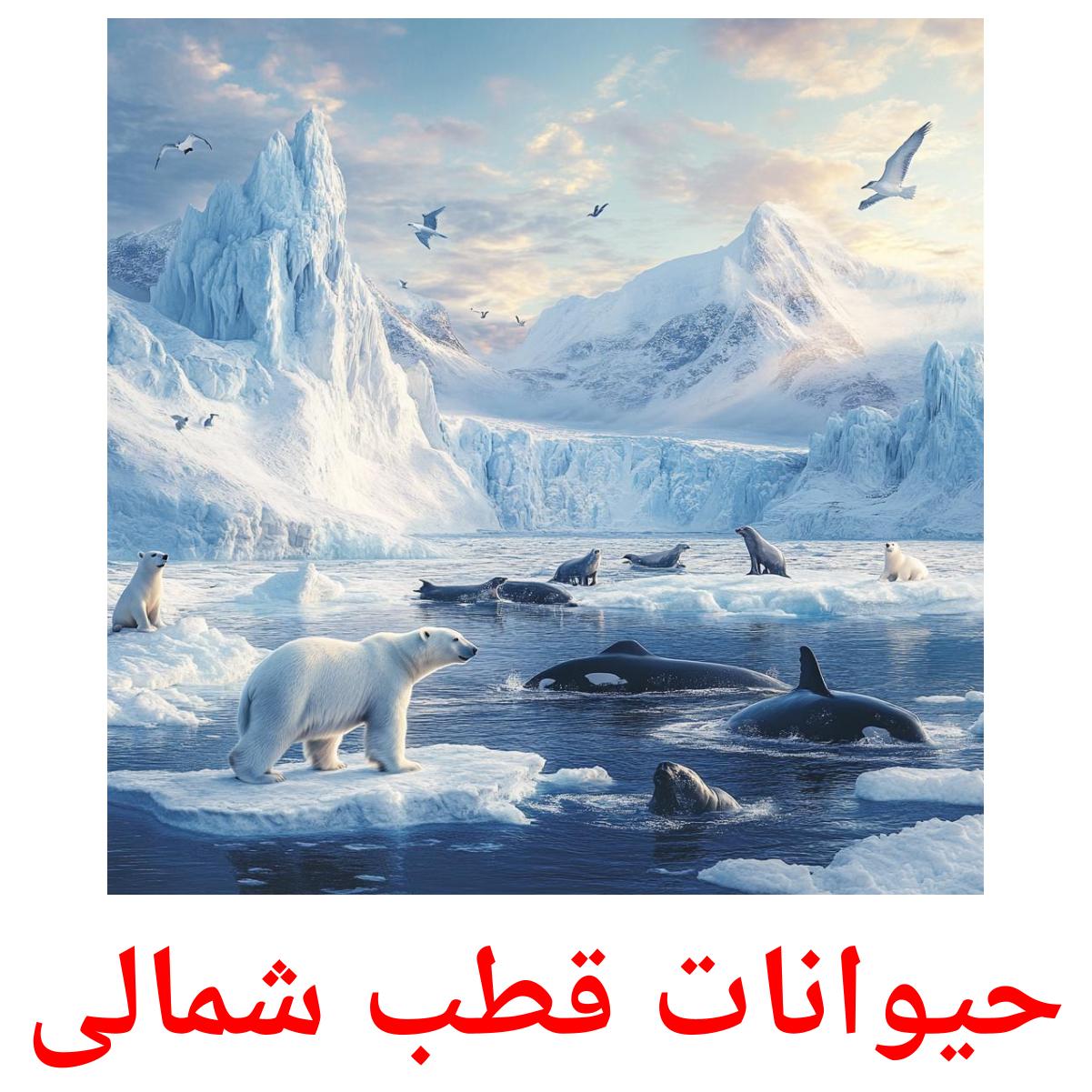 حیوانات قطب شمالی picture flashcards