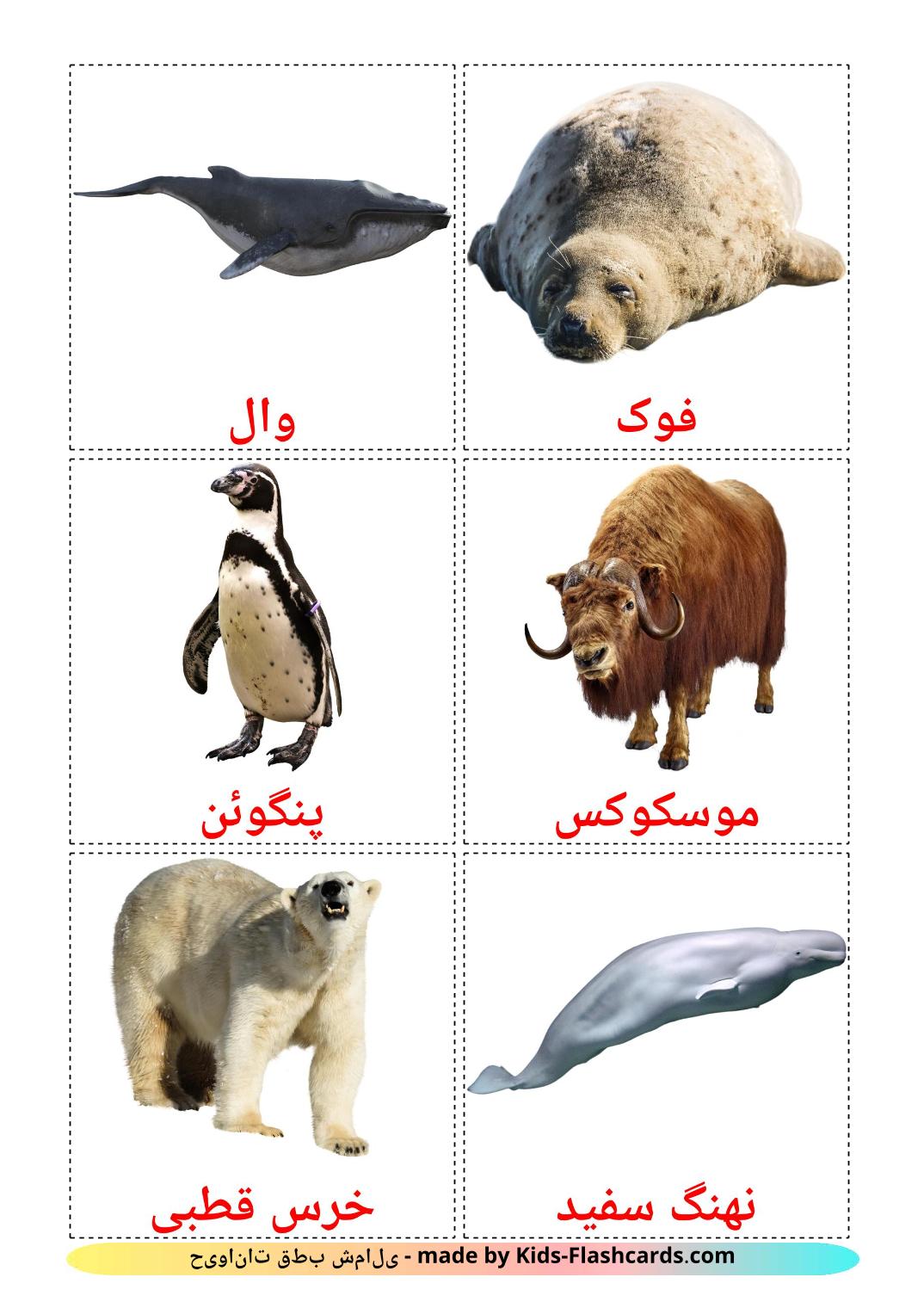 Les Animaux de l'Arctique - 14 Flashcards persan imprimables gratuitement