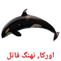 اورکا, نهنگ قاتل ansichtkaarten