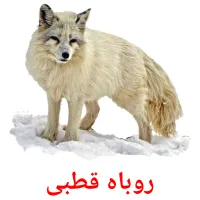 روباه قطبی picture flashcards