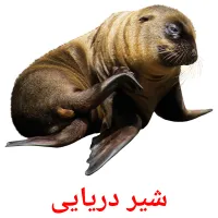 شیر دریایی picture flashcards