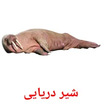 شیر دریایی picture flashcards