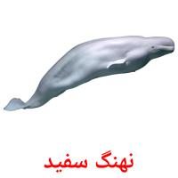 نهنگ سفید Tarjetas didacticas