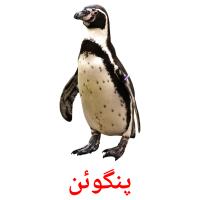 پنگوئن flashcards illustrate