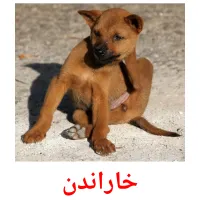 خاراندن picture flashcards