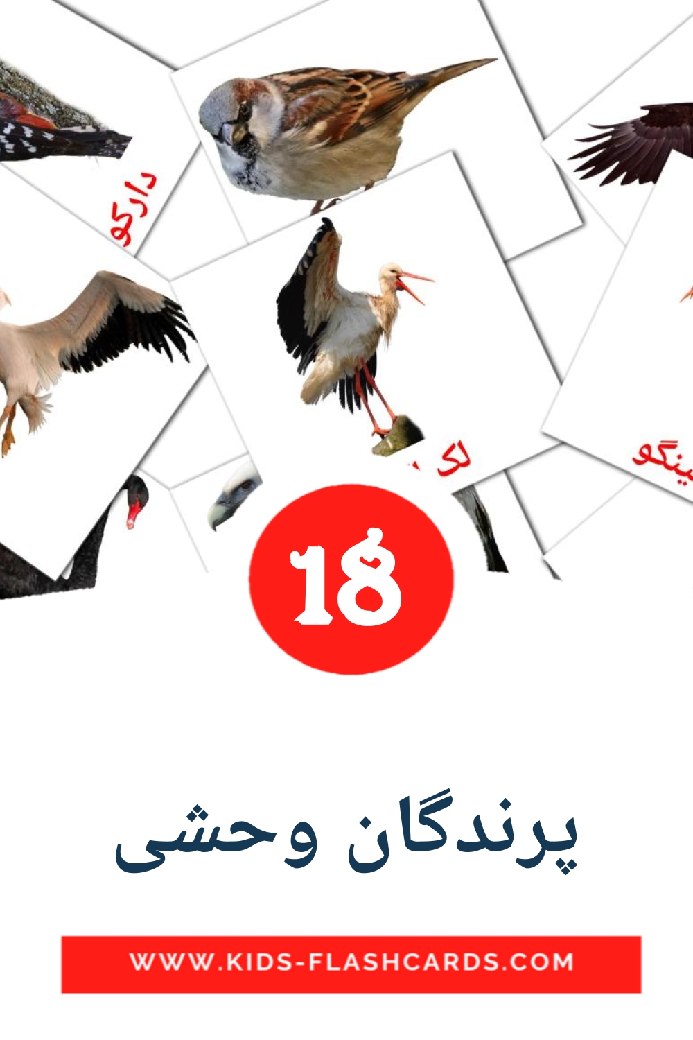 18 tarjetas didacticas de پرندگان وحشی para el jardín de infancia en persa