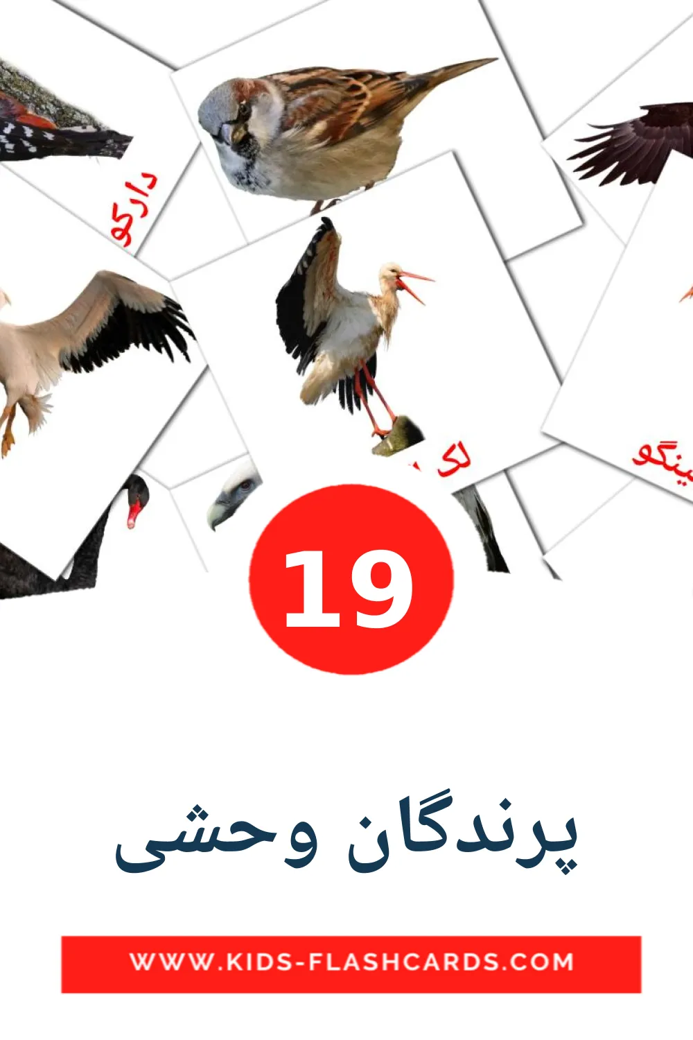 19 cartes illustrées de پرندگان وحشی pour la maternelle en persan