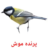 پرنده موش Bildkarteikarten